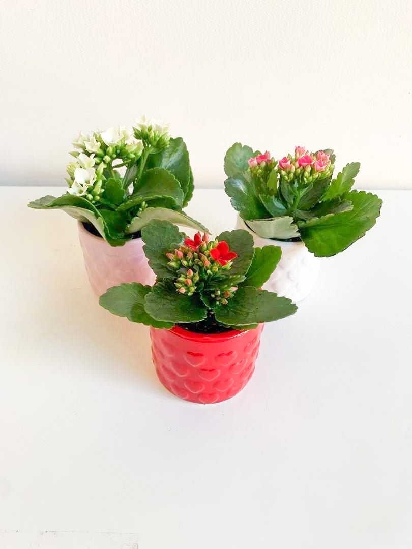 Camélia (Calandiva) - Alma Plantes