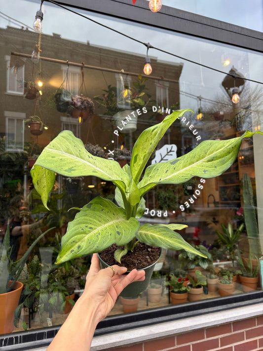 Cameron (Dieffenbachia) - Alma Plantes