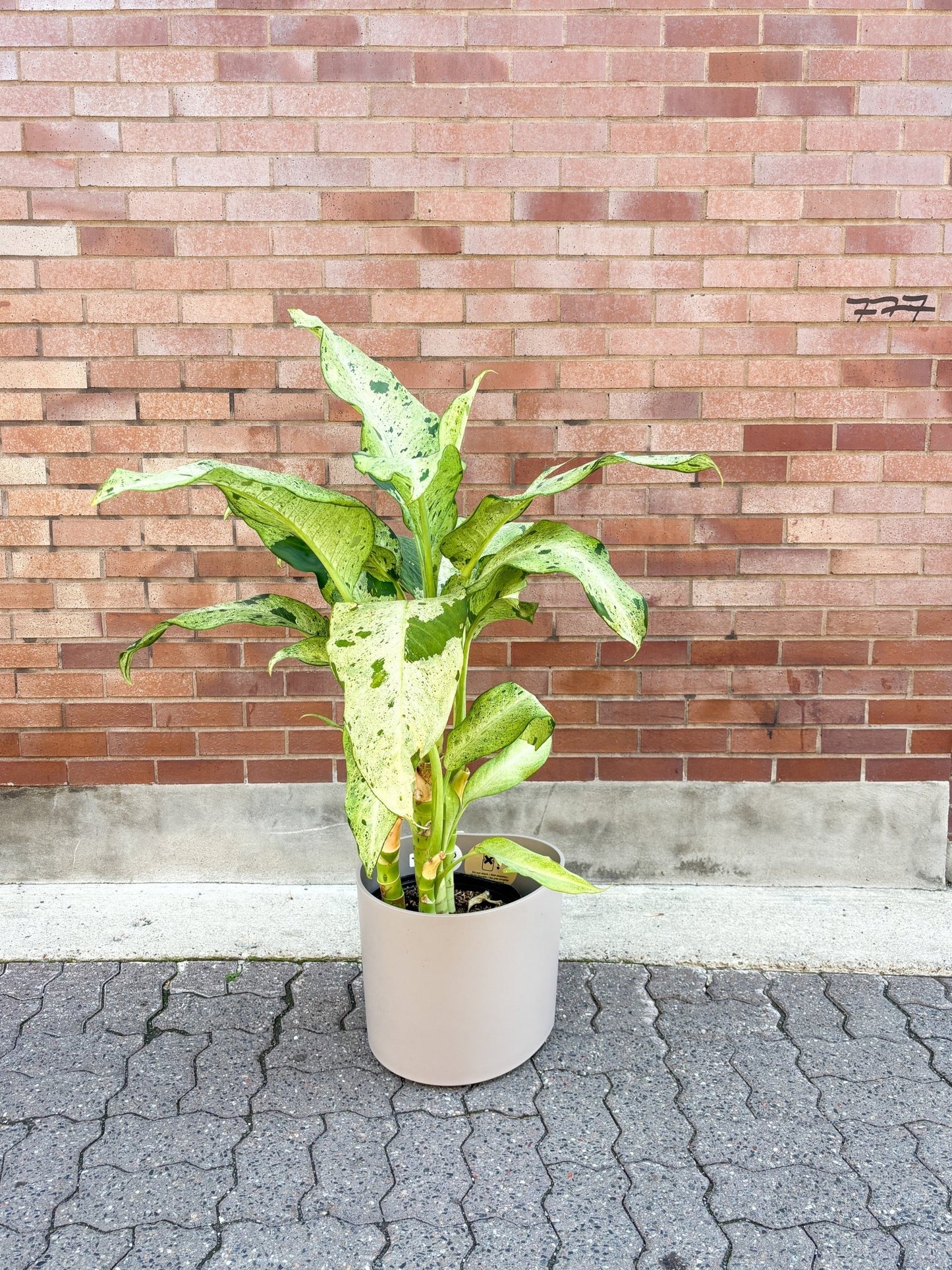 Cameron (Dieffenbachia) - Alma Plantes
