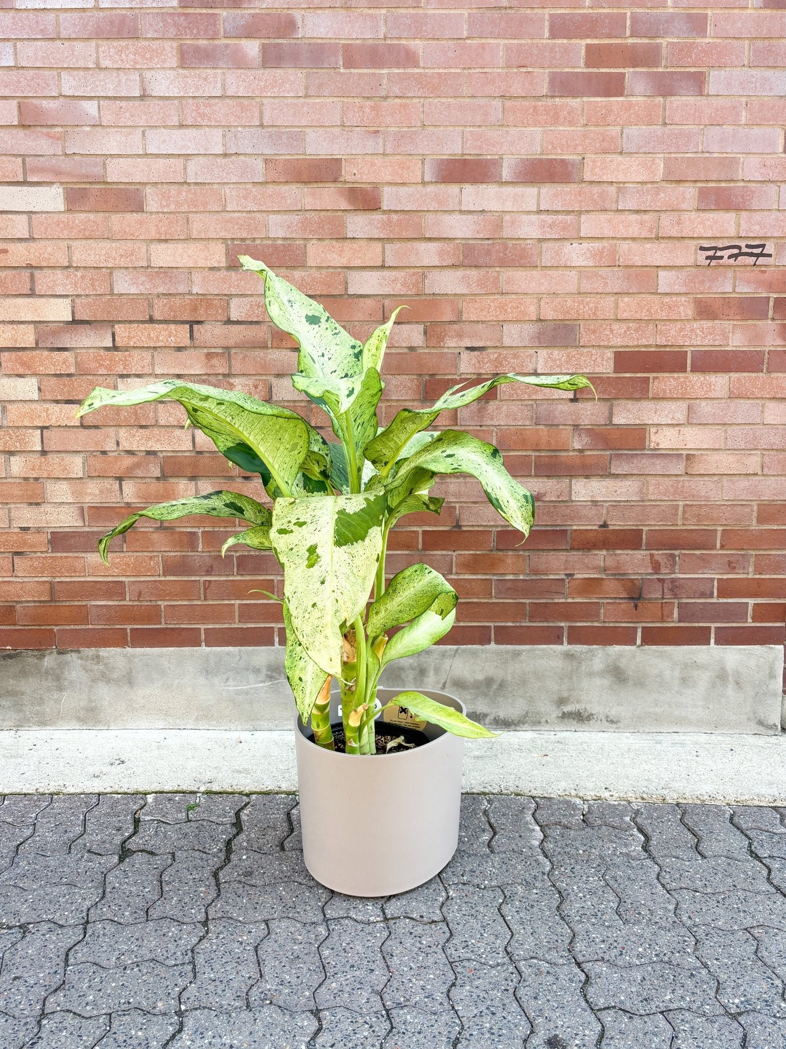 Cameron (Dieffenbachia) - Alma Plantes