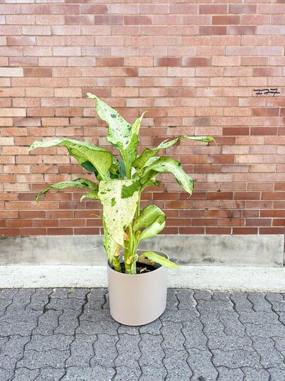 Cameron (Dieffenbachia) - Alma Plantes