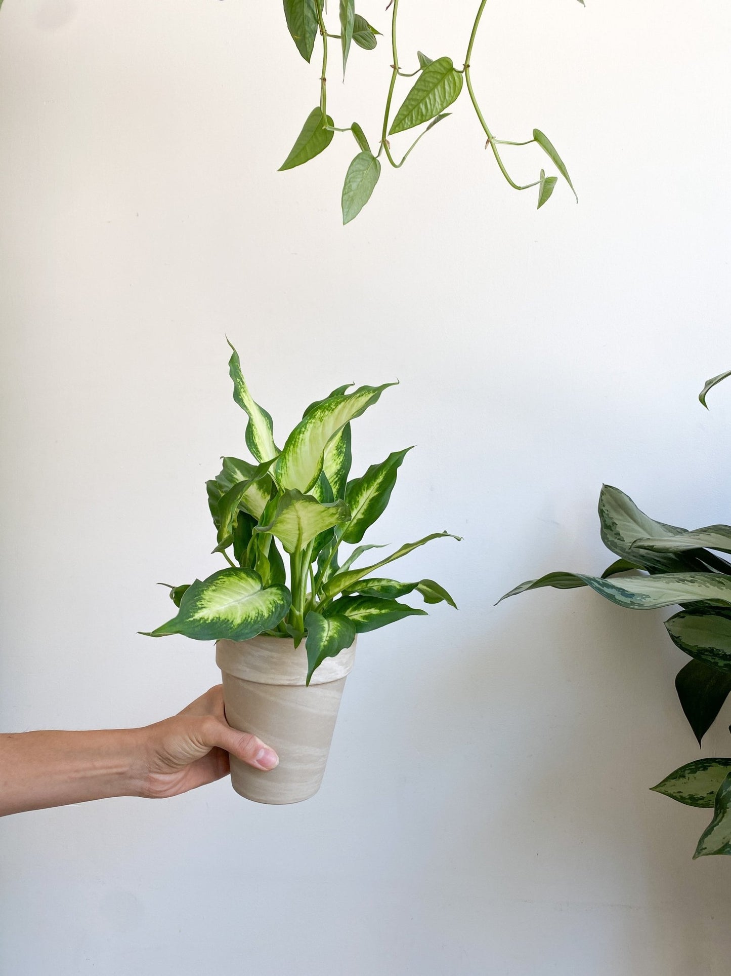 Camilla (Dieffenbachia) - Alma Plantes