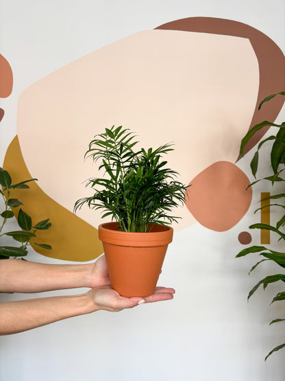 Camille (Palmier) - Alma Plantes