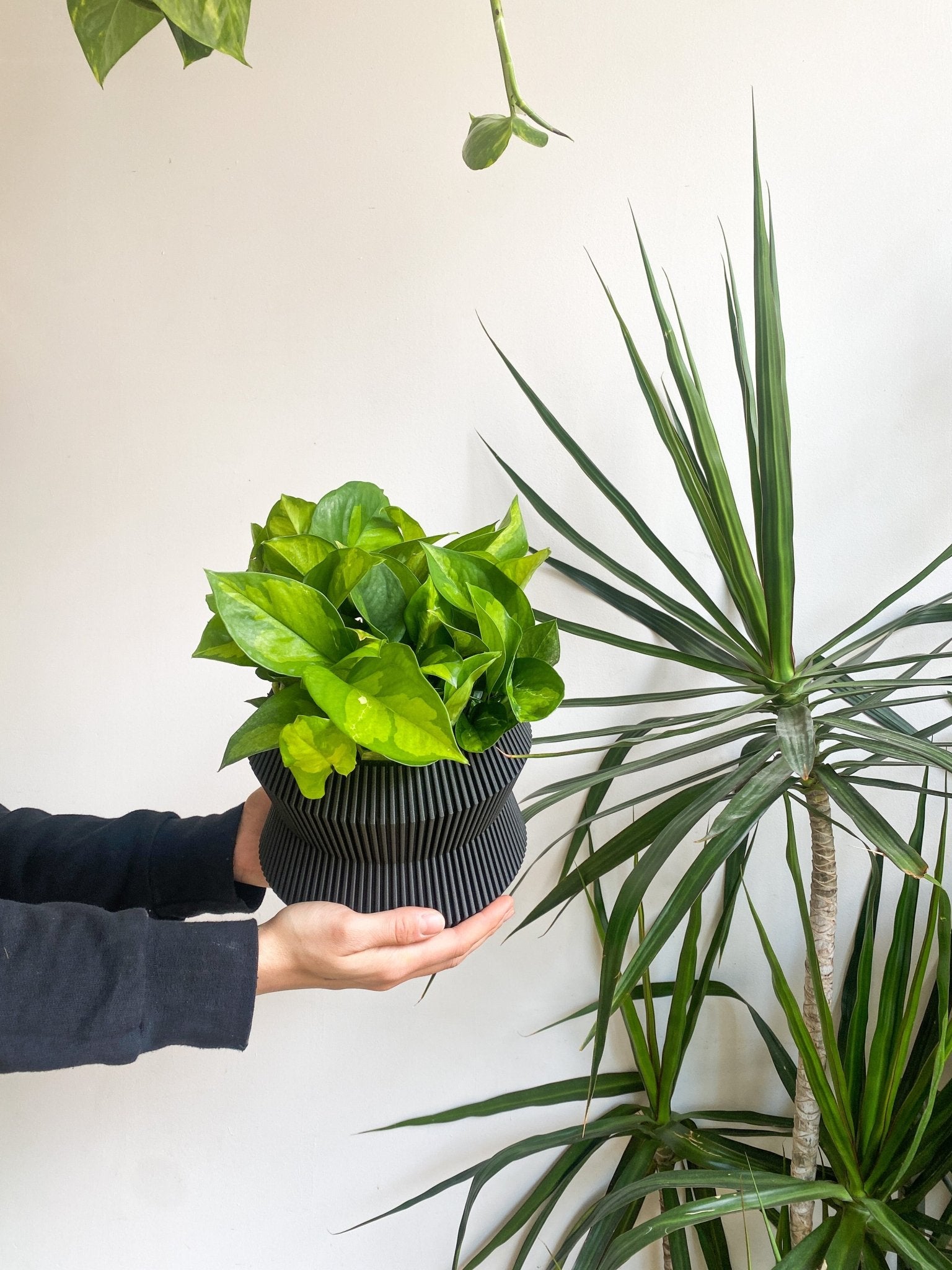 Camo (Pothos) - Alma Plantes