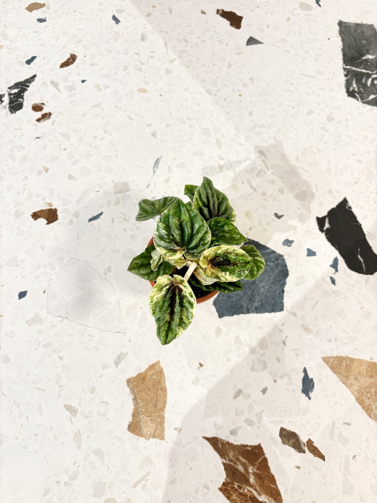 Capello (Peperomia) - Alma Plantes