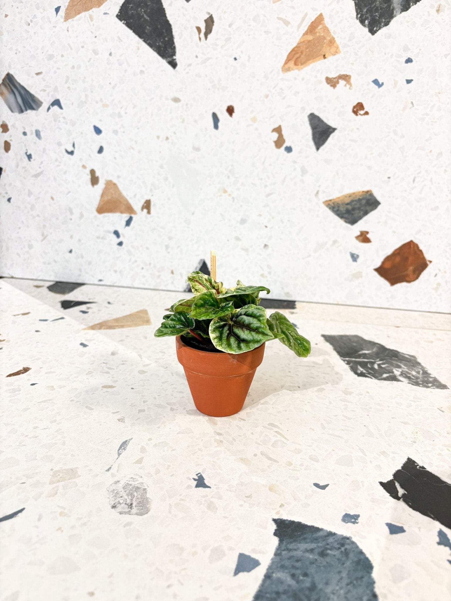 Capello (Peperomia) - Alma Plantes