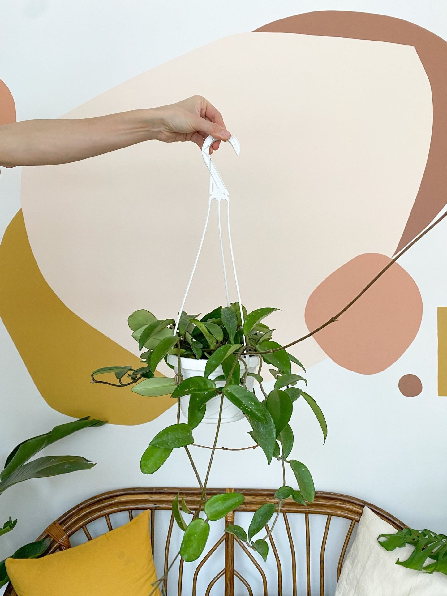 Carlos (Hoya) - Alma Plantes