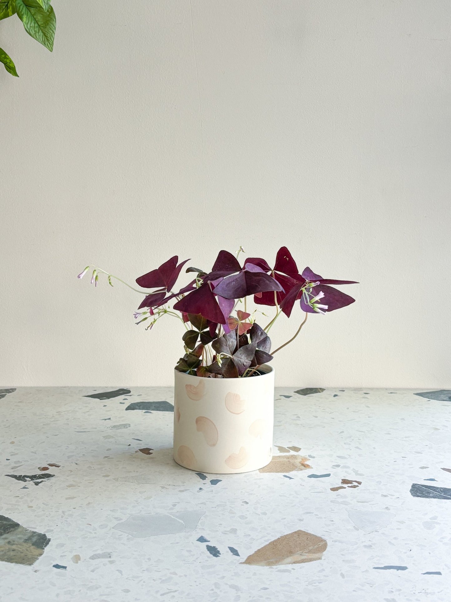 Carole (Oxalis) - Alma Plantes