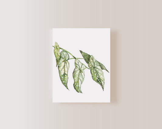 Carte de souhaits - Bégonia Maculata - Alma Plantes