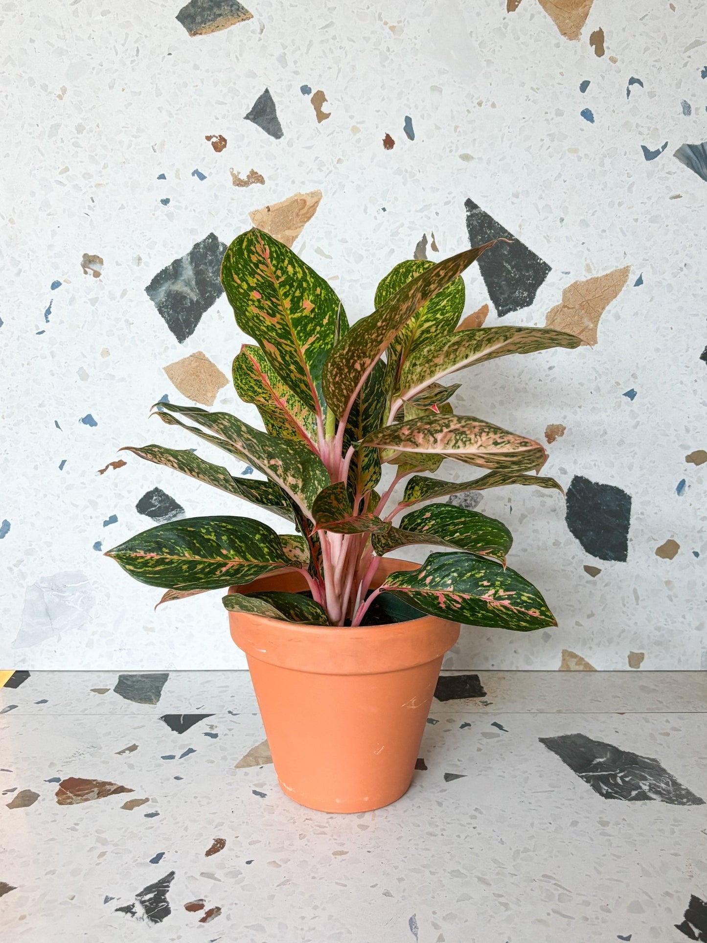 Chanelle (Aglaonema) - Alma Plantes