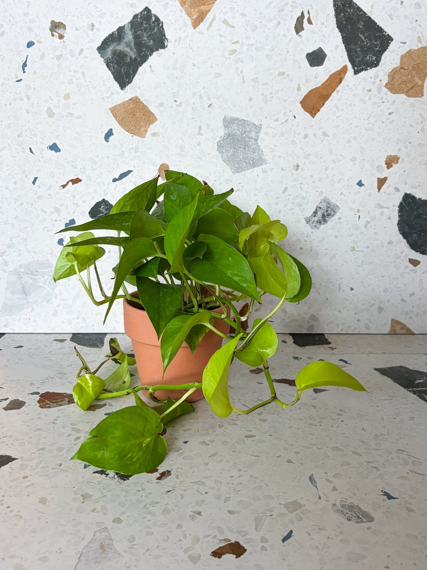 Charles (Pothos) - Alma Plantes