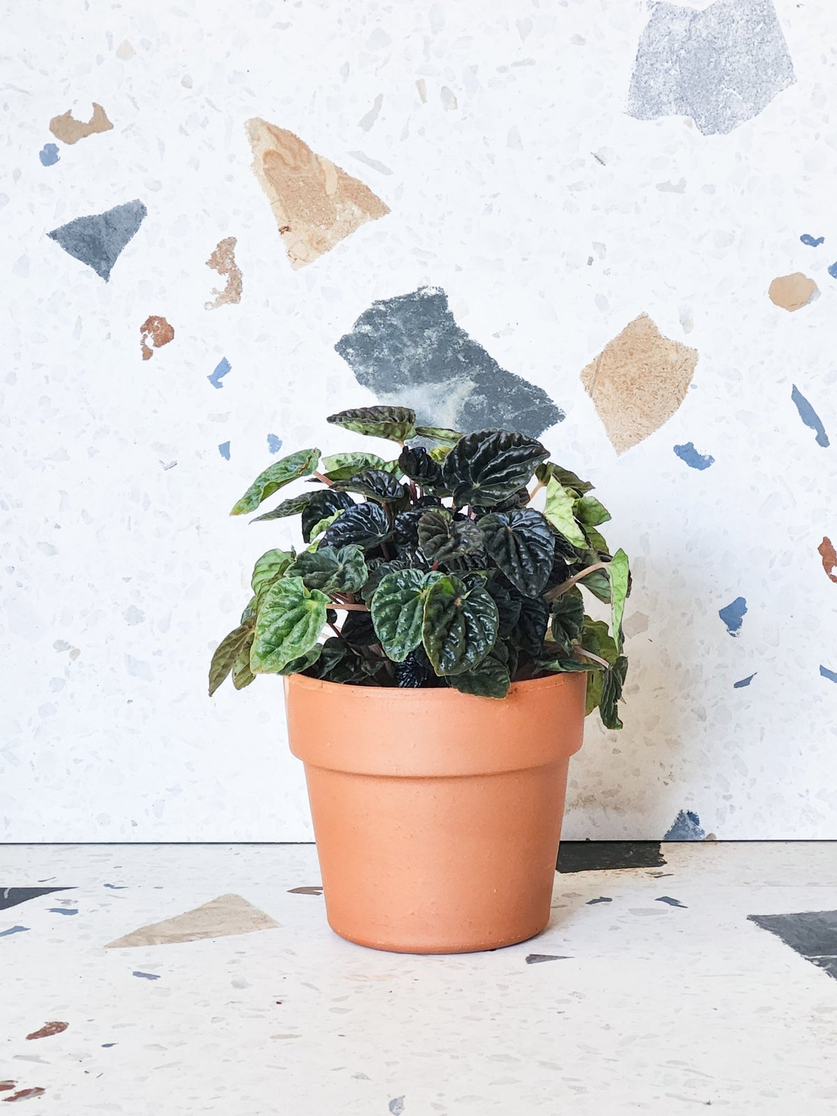 Charlo (Peperomia) - Alma Plantes