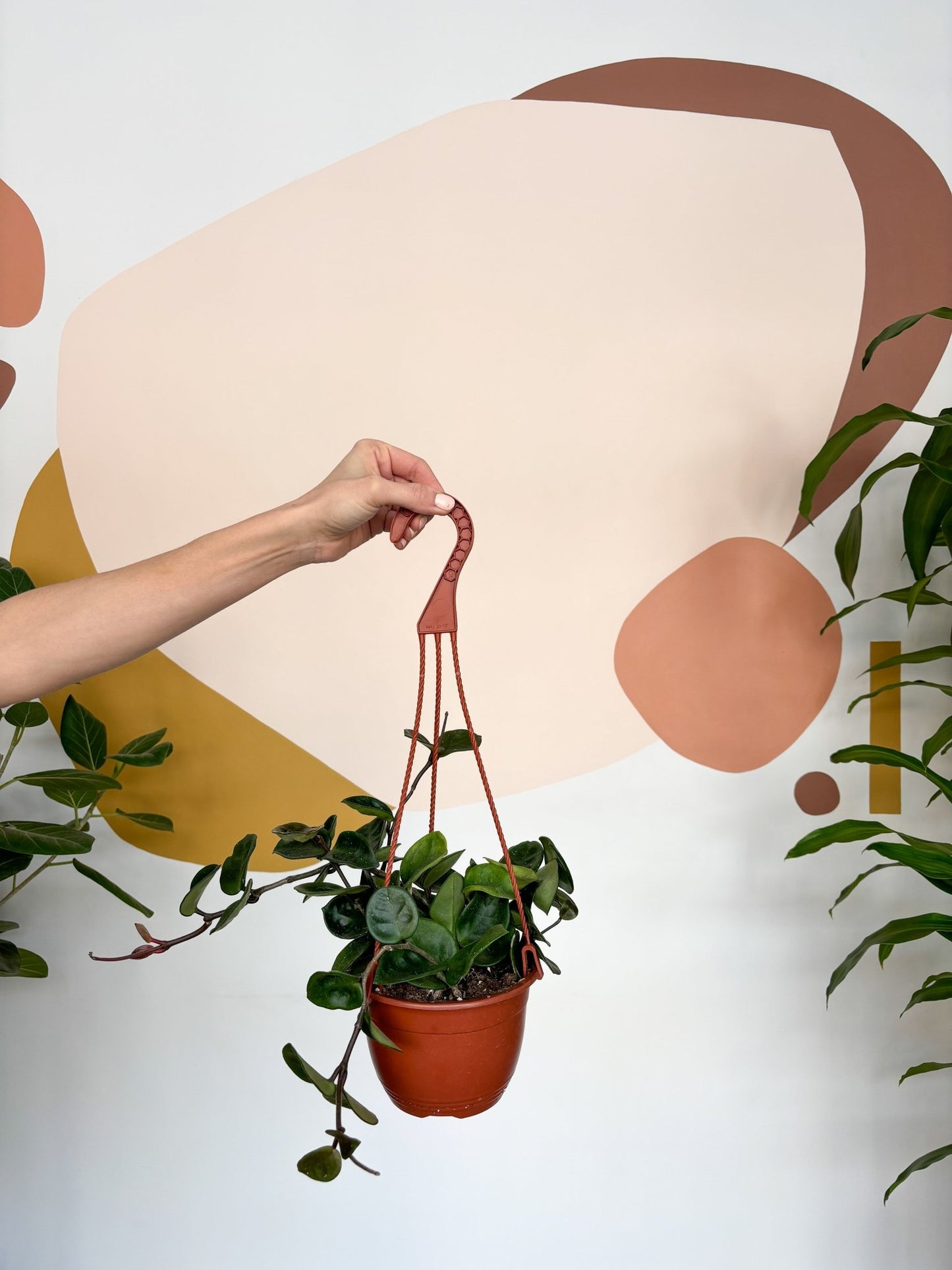 Chelsea (Hoya) - Alma Plantes