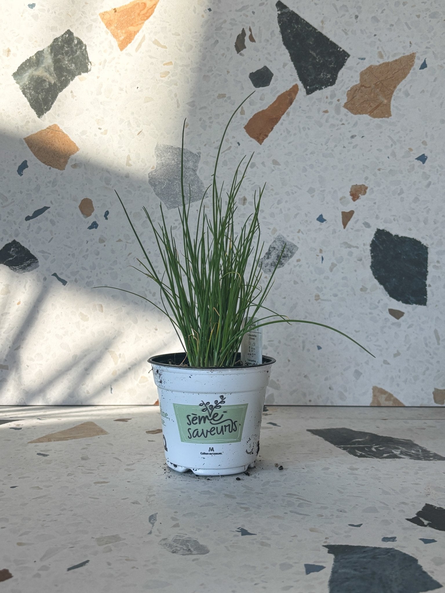 Ciboulette - Alma Plantes