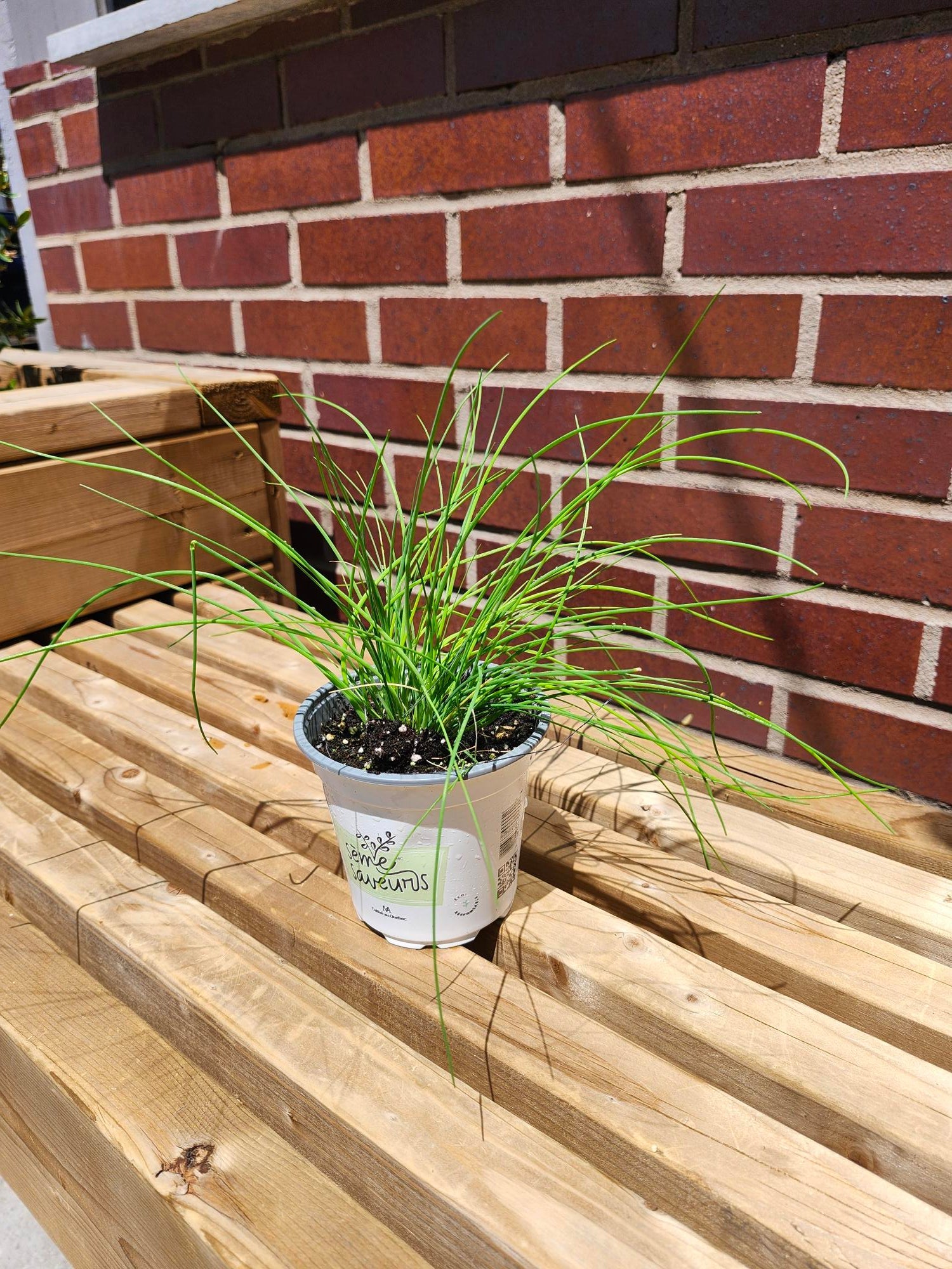 Ciboulette à l’ail - Alma Plantes