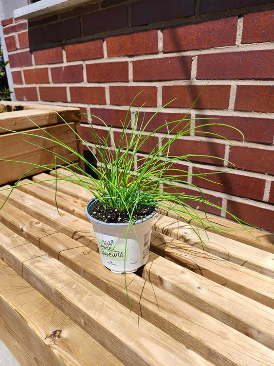 Ciboulette à l’ail - Alma Plantes