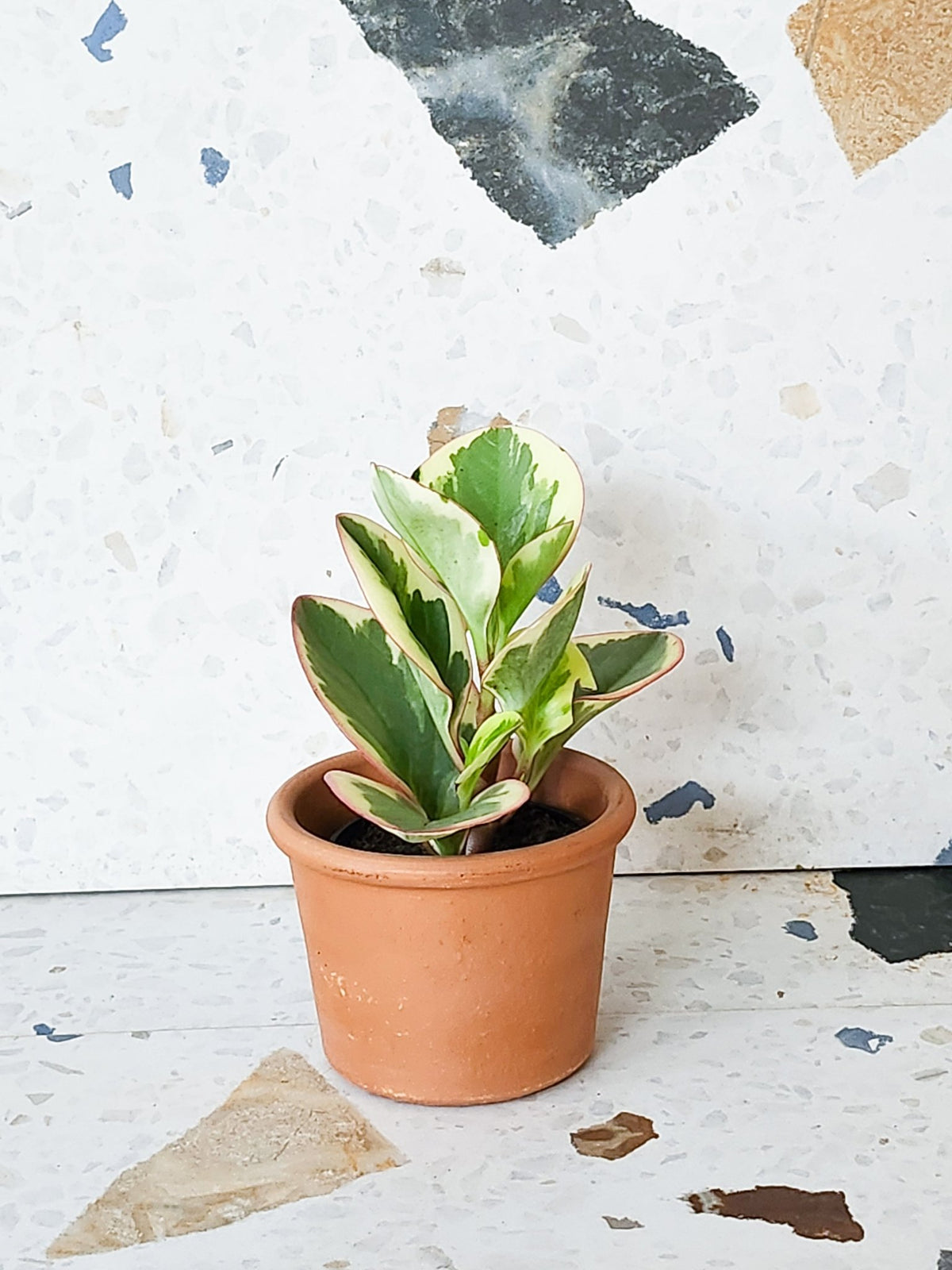 Cindy (Peperomia) - Alma Plantes