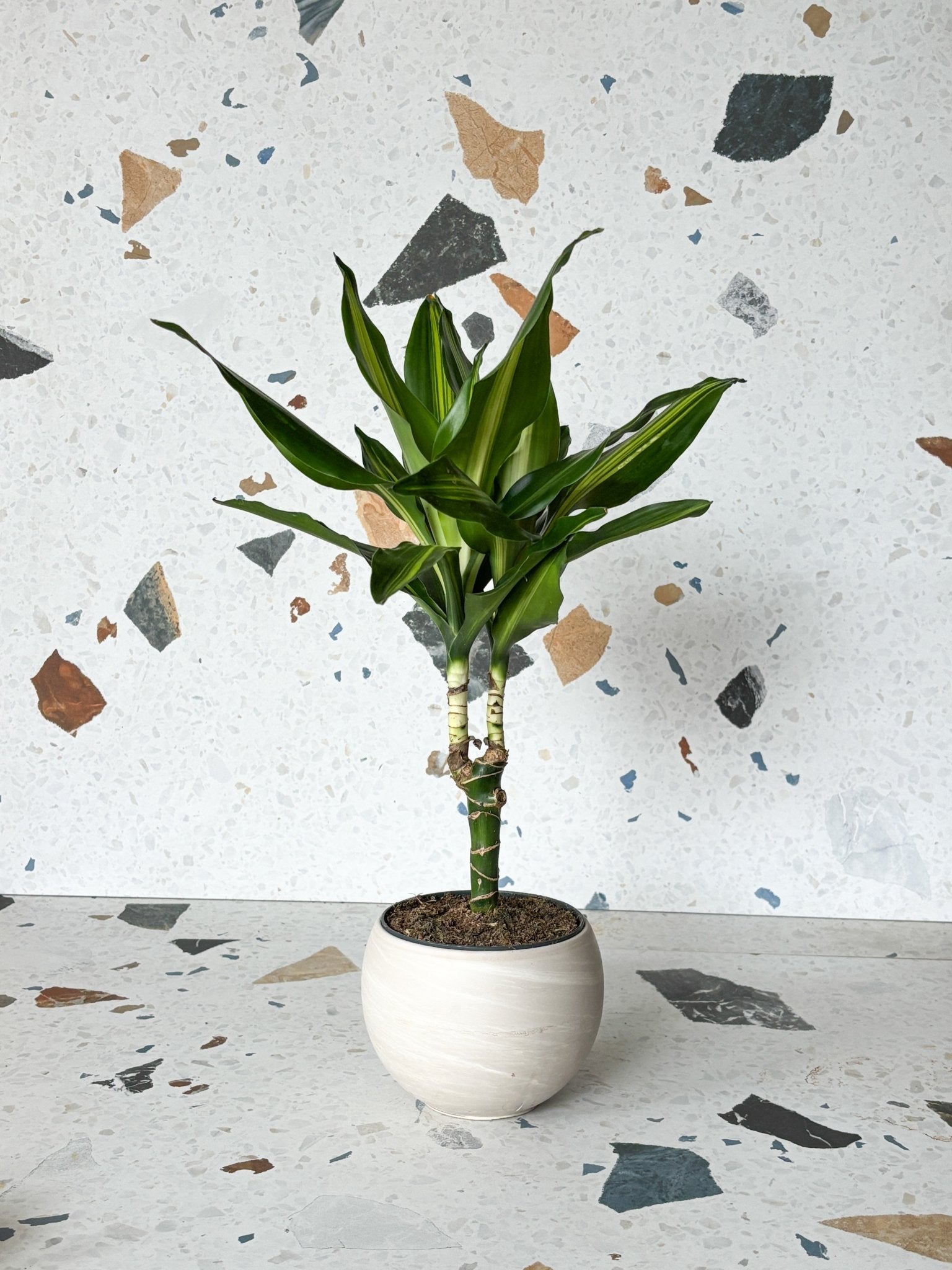 Cintho (Dracaena) - Alma Plantes