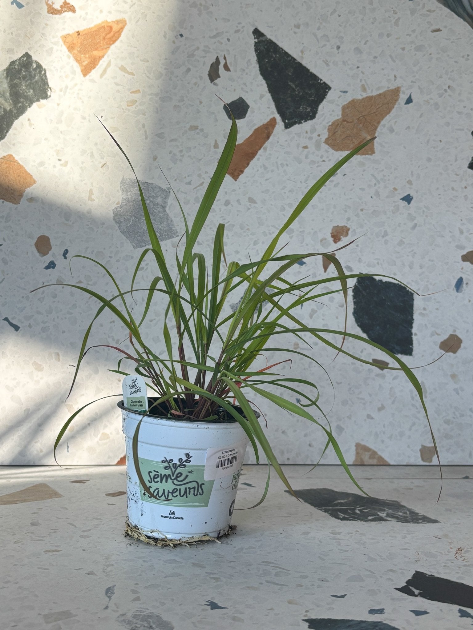 Citronelle - Alma Plantes