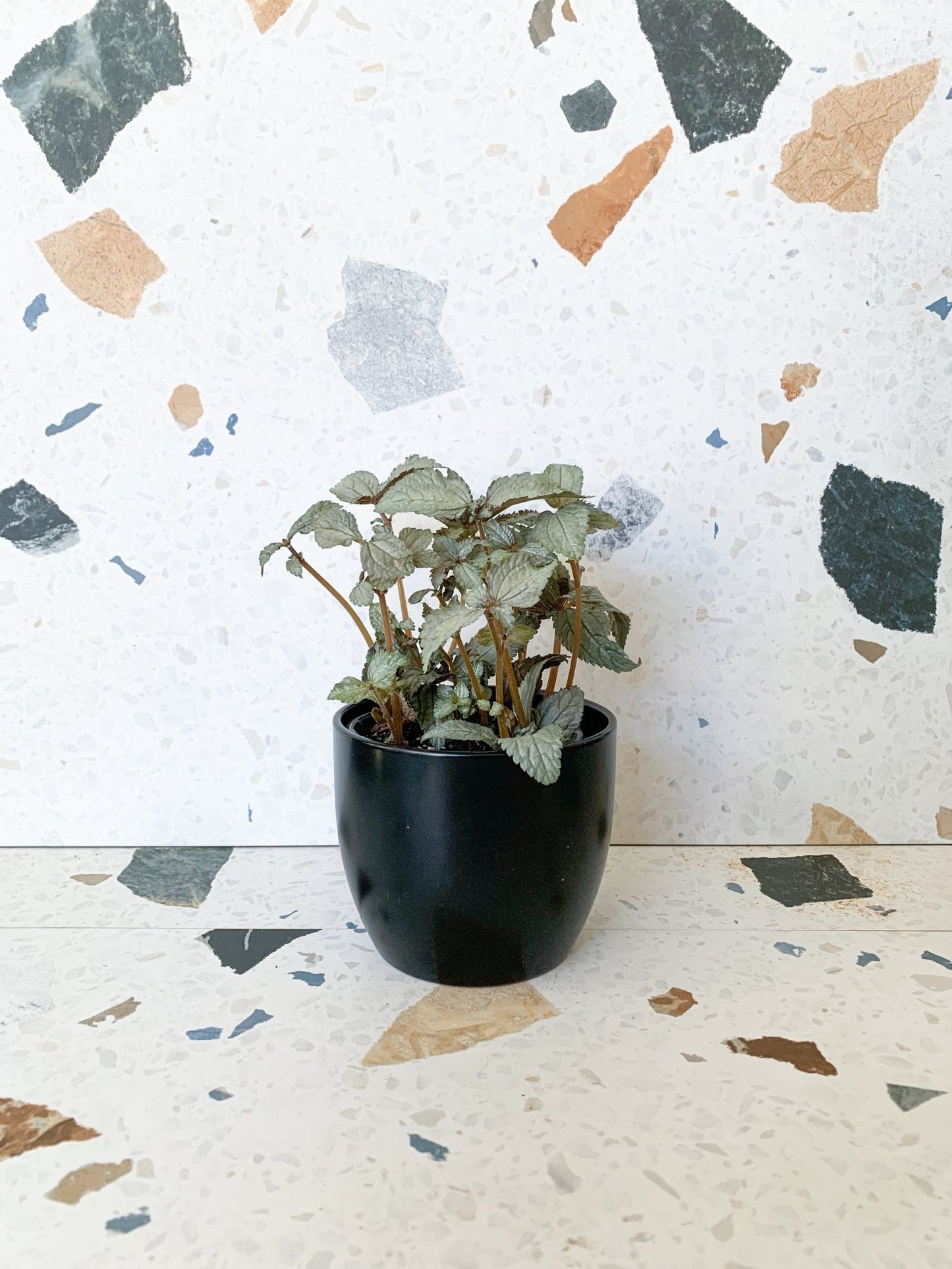 Claire (pilea) - Alma Plantes