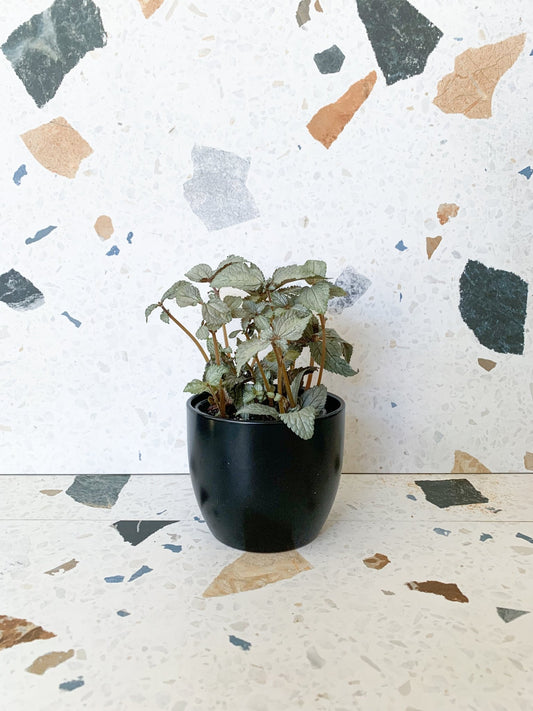 Claire (pilea) - Alma Plantes