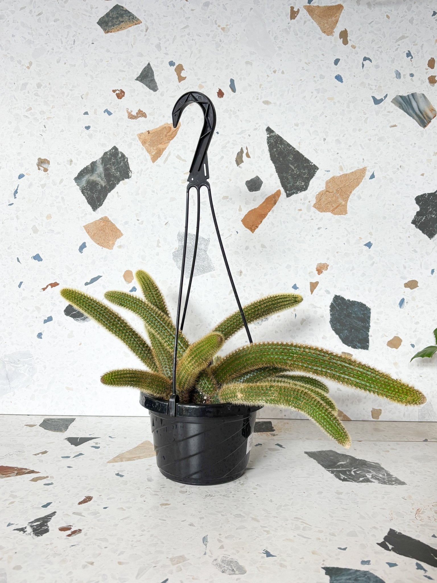 Claude (Cactus) - Alma Plantes