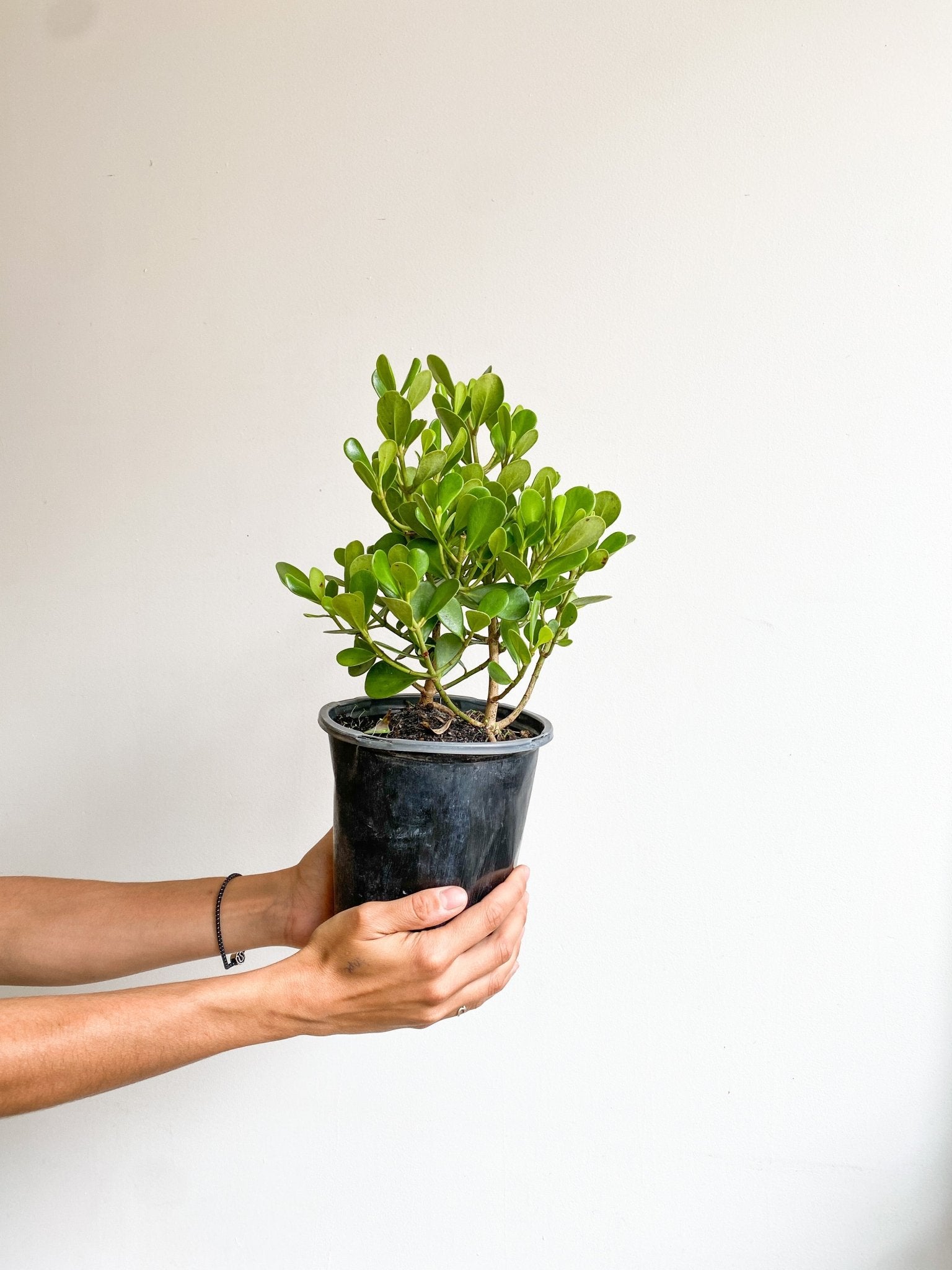 Clémence (Clusia) - Alma Plantes
