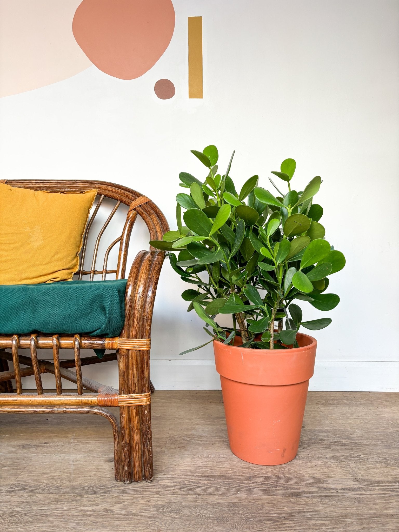 Clémence (Clusia) - Alma Plantes