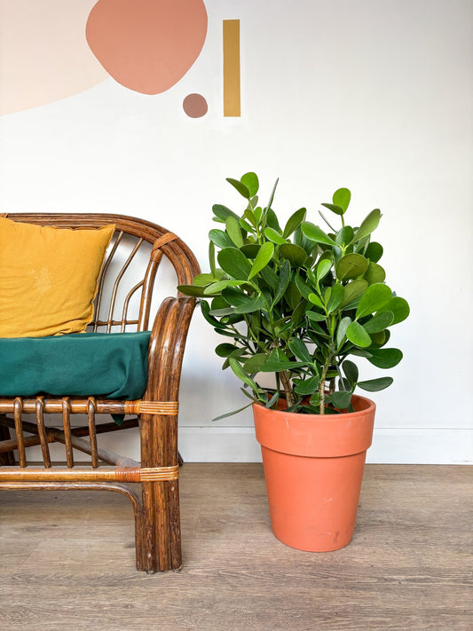 Clémence (Clusia) - Alma Plantes