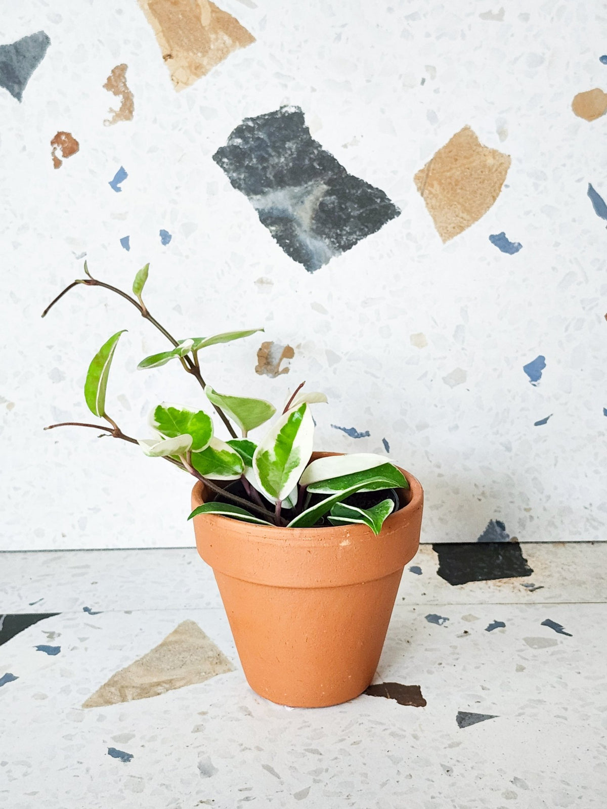 Cléo (Hoya) - Alma Plantes