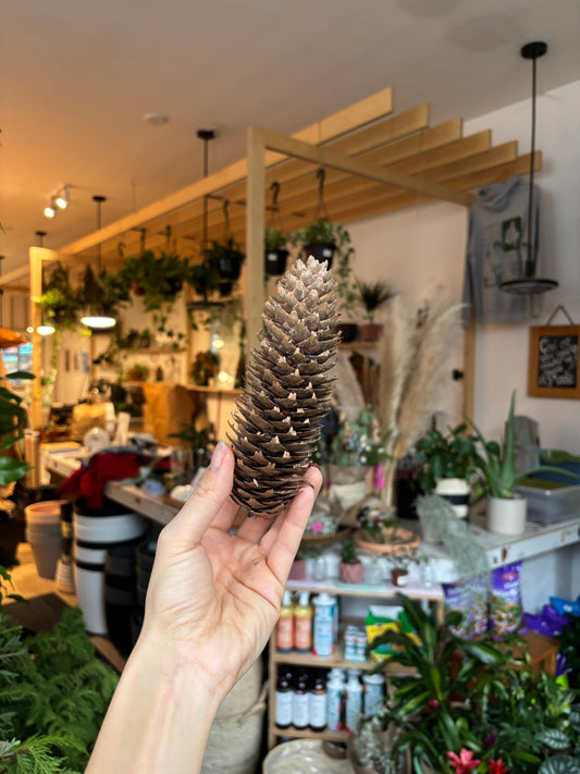 Cocottes assorties - Alma Plantes