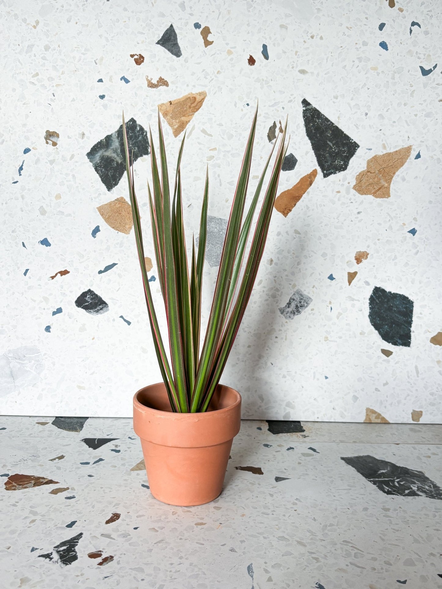 Colbert (Dracaena) - Alma Plantes