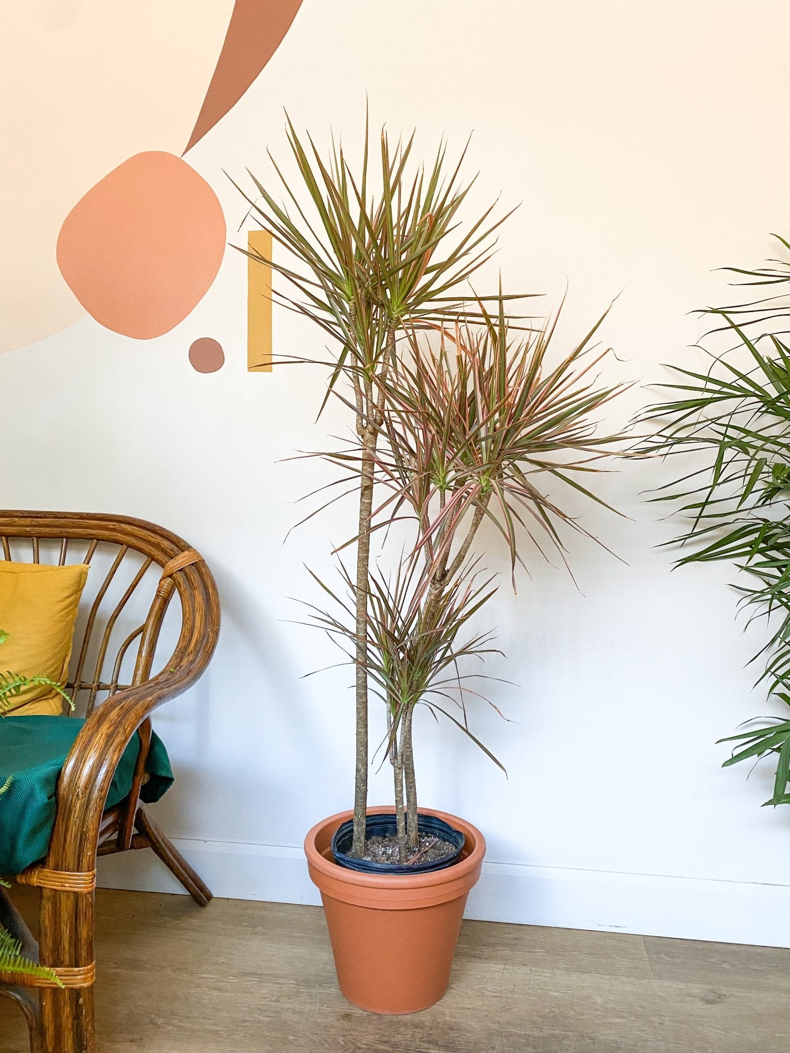 Colbert (Dracaena) - Alma Plantes