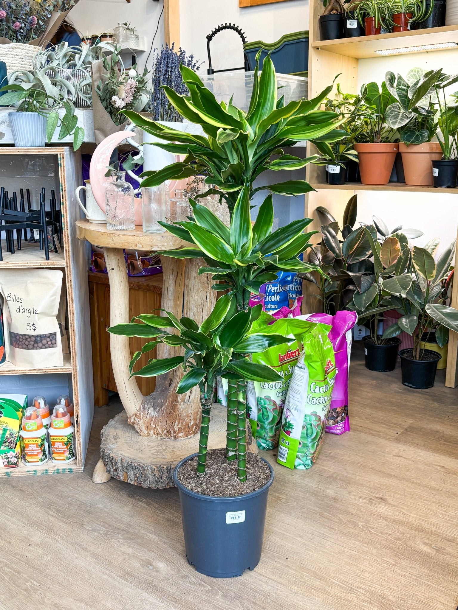 Colette (Dracaena) - Alma Plantes