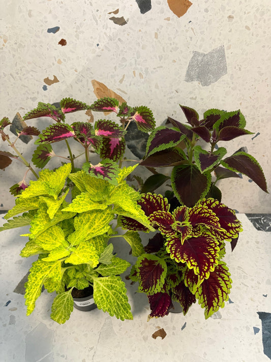 Coleus assorti - Alma Plantes