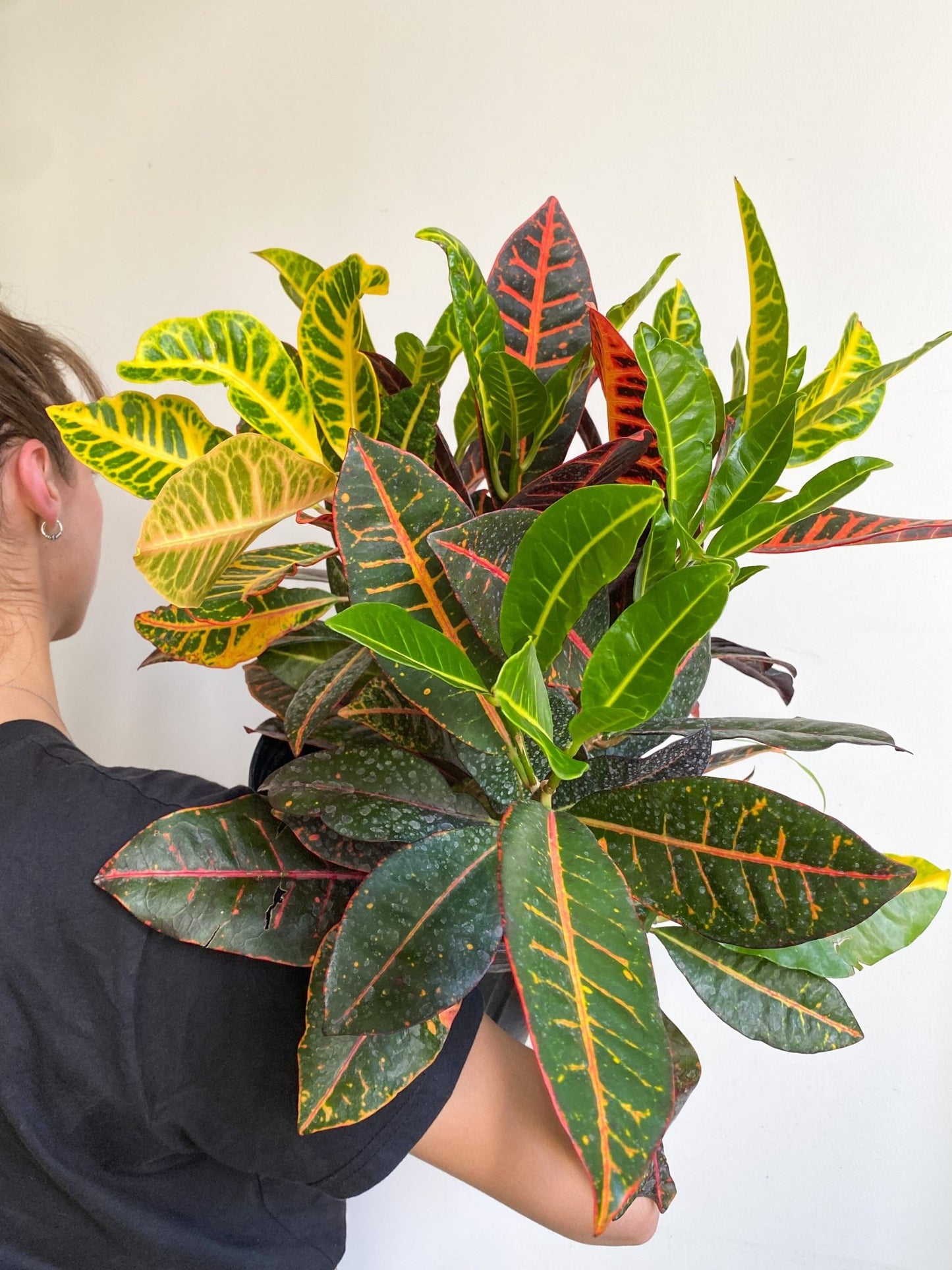 Colin (Croton) - Alma Plantes