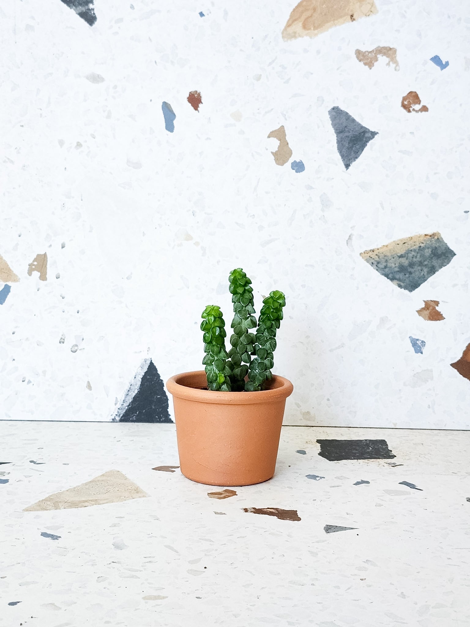 Columella (Peperomia) - Alma Plantes