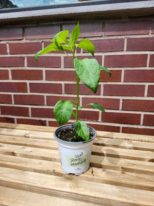 Concombre cornichon - Alma Plantes