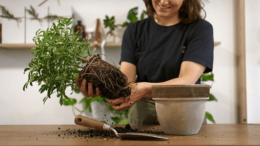 Consultation virtuelle - Alma Plantes