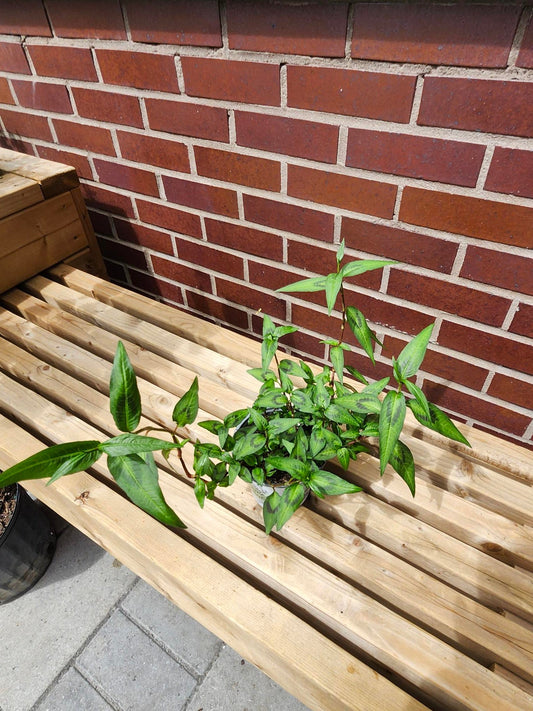 Coriandre vietnamienne - Alma Plantes