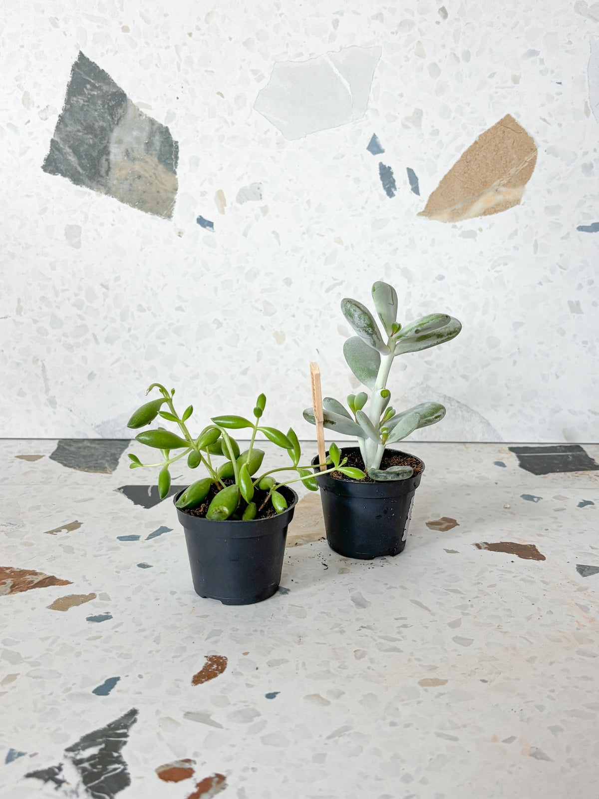 Cotyledons assortis - Alma Plantes