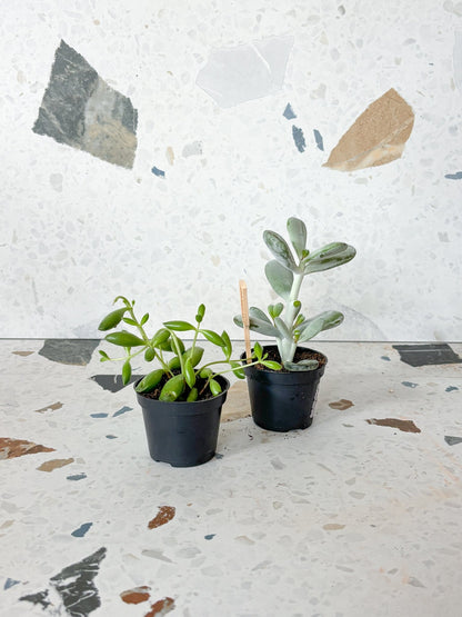 Cotyledons assortis - Alma Plantes