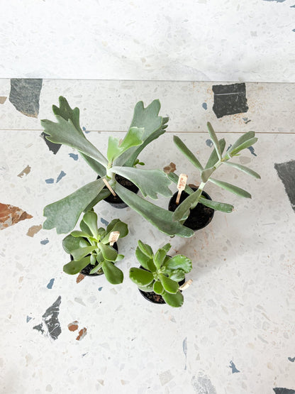 Cotyledons assortis - Alma Plantes