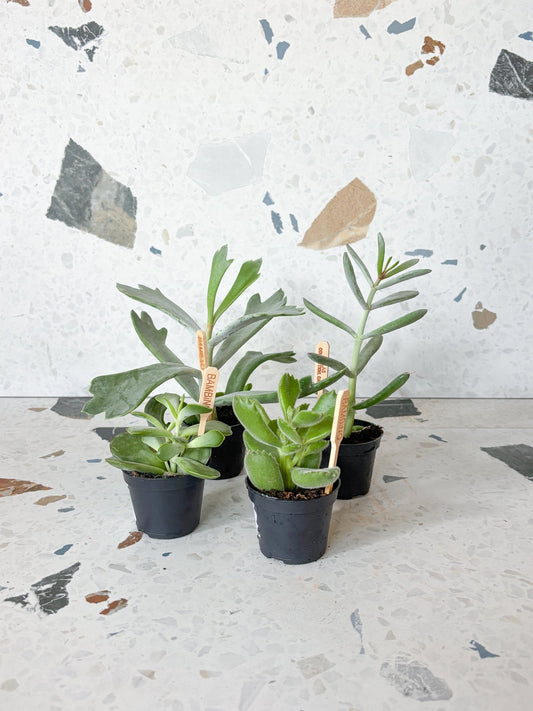 Cotyledons assortis - Alma Plantes