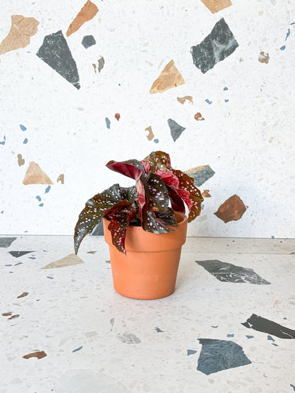 Cracklin (Begonia) - Alma Plantes
