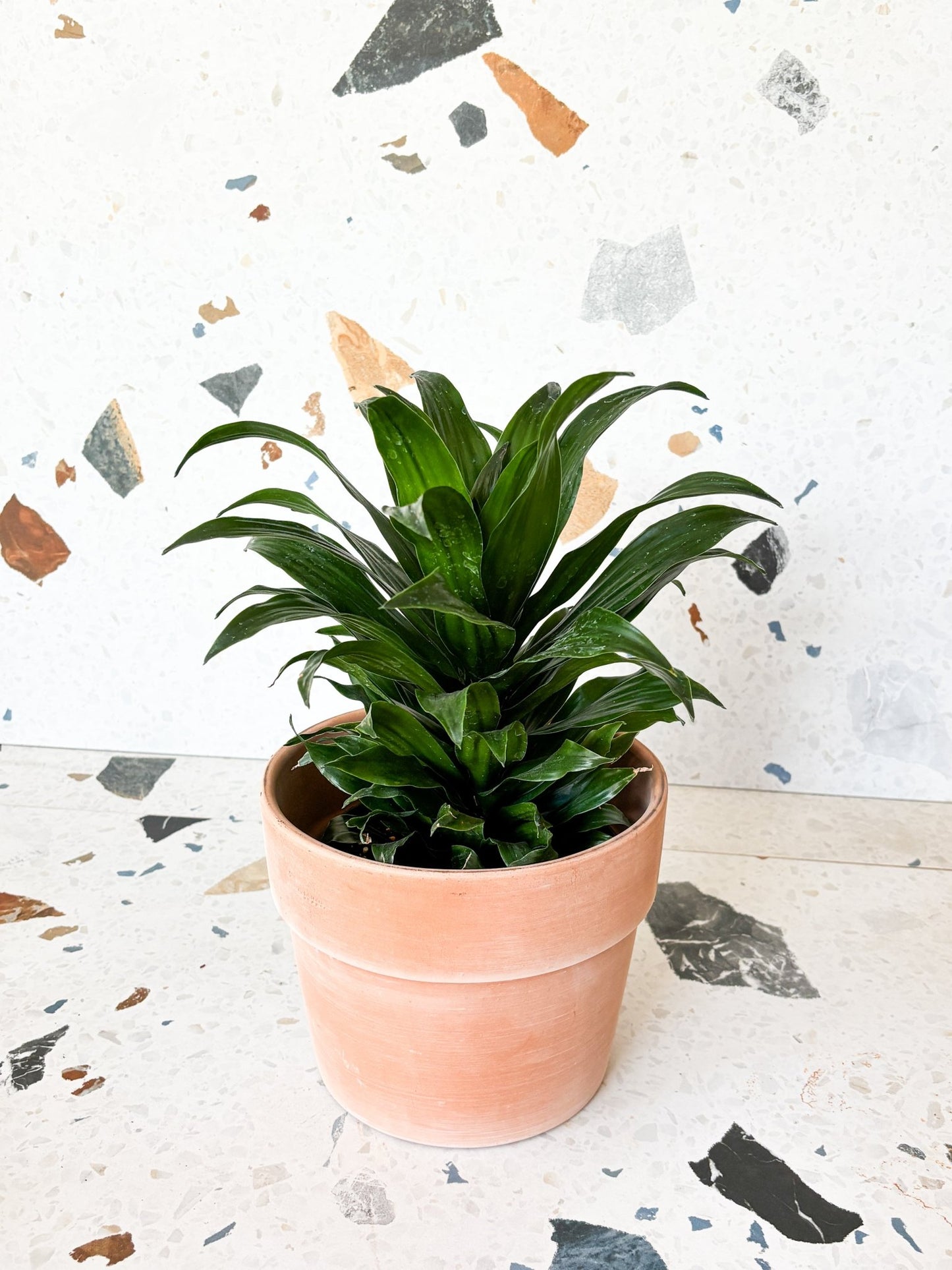 Craig (Dracaena) - Alma Plantes
