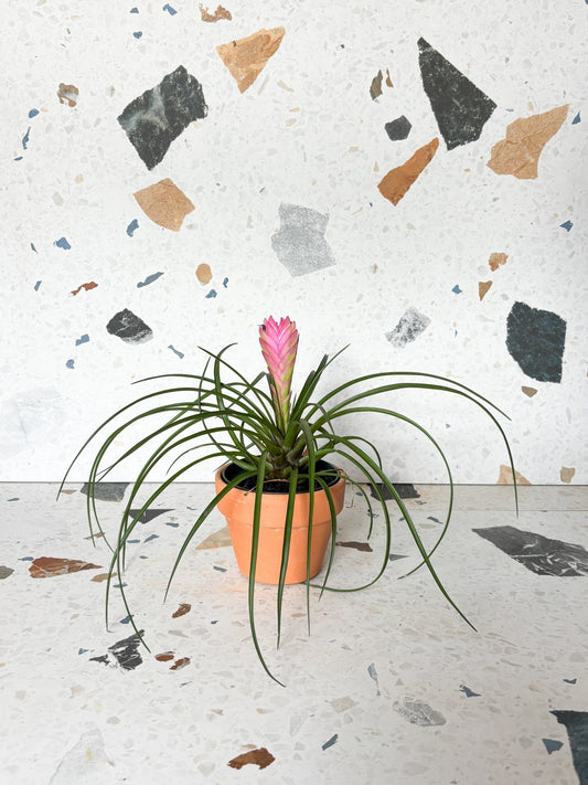 Cyan (Tillandsia) - Alma Plantes