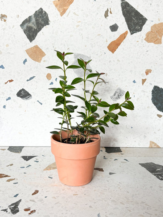 Cyrila (Hypocerta) - Alma Plantes