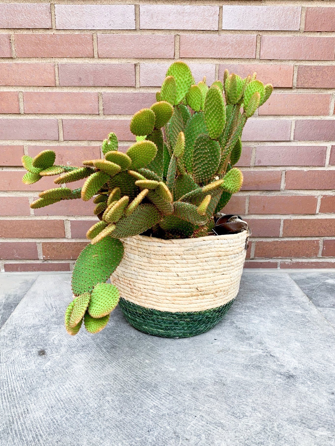 Daisy (Opuntia) - Alma Plantes