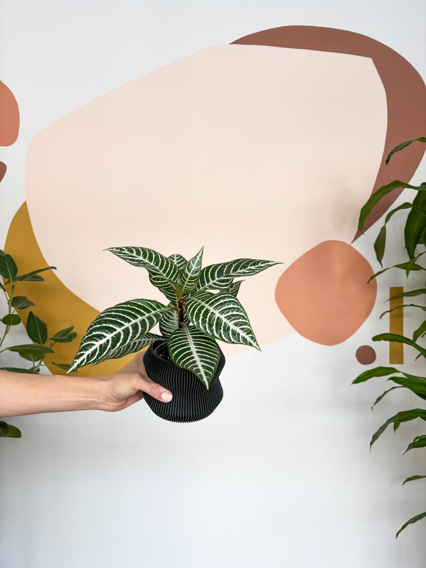 Daniela (Aphelandra) - Alma Plantes